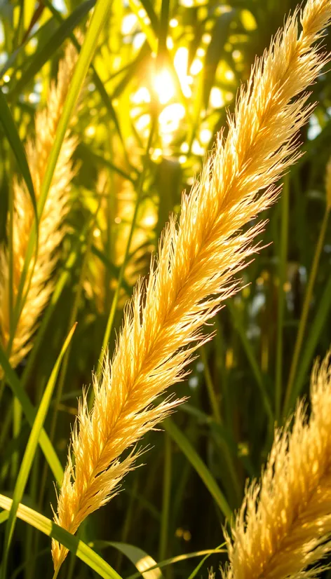 giant miscanthus grass