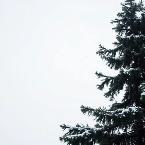 sad pine tree gif