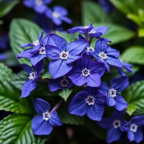 african blue basil