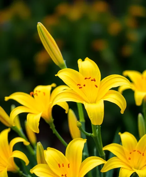 day lilies yellow