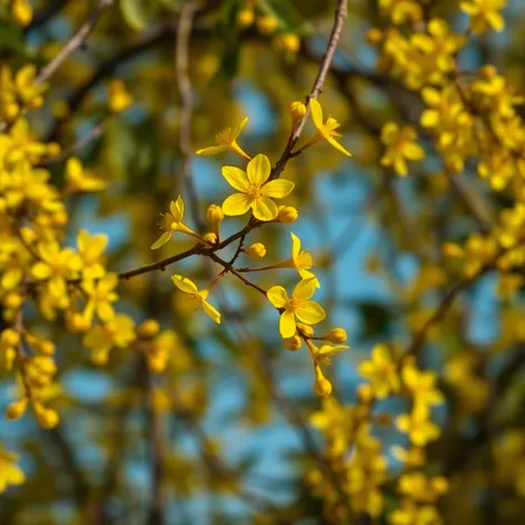 lemon tree flowers