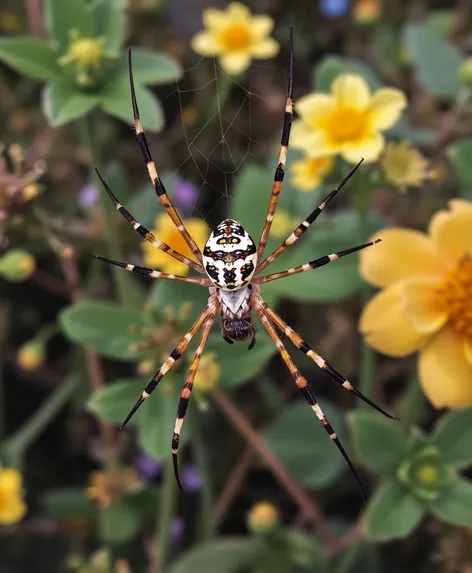 spotted orb weaver