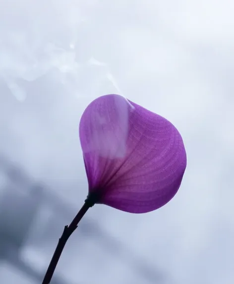 tibetan orchid leaf smoke