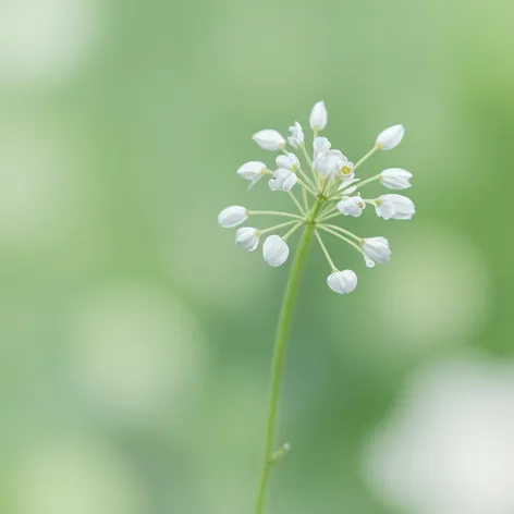 white weed