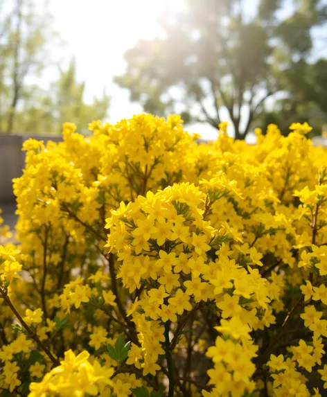 yellow flowering shrub