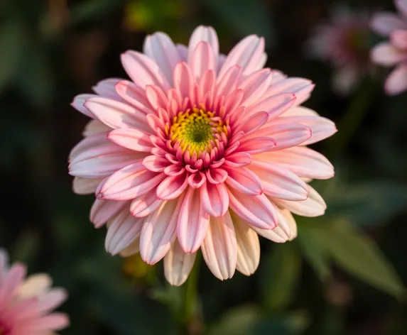 chrysanthemum x morifolium