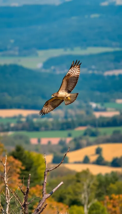 hawks in pa