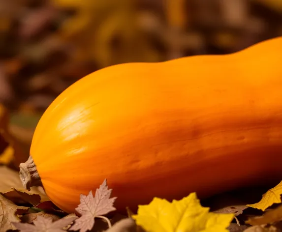 butternut squash images