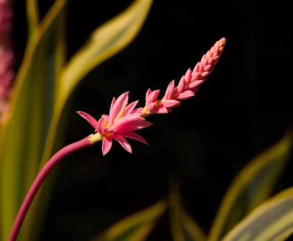 snake plant bloom