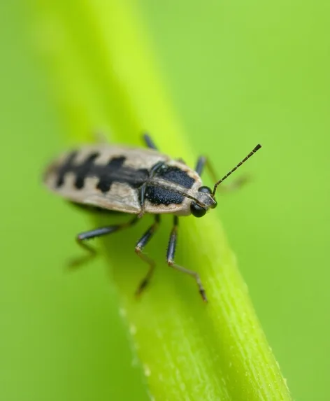 eyelash bug