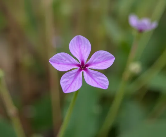 four petal flower