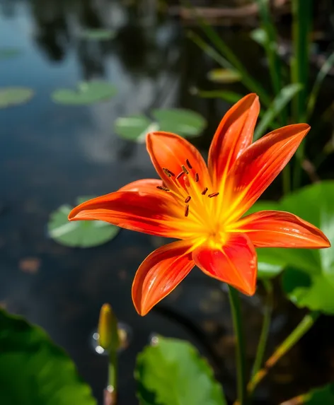 michigan lily