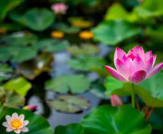 pink lotus colour