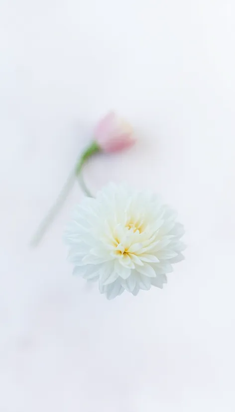 white carnation