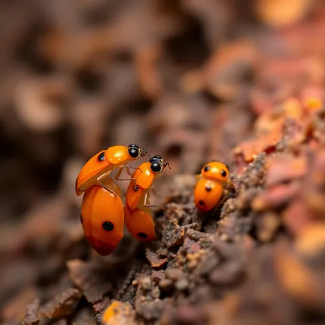 little orange bugs