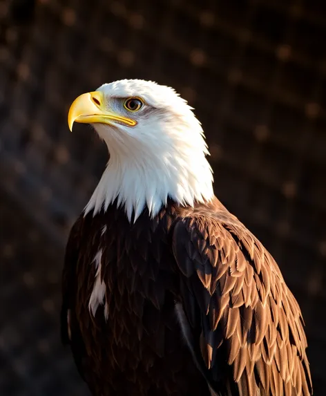 juvenile bald eagle