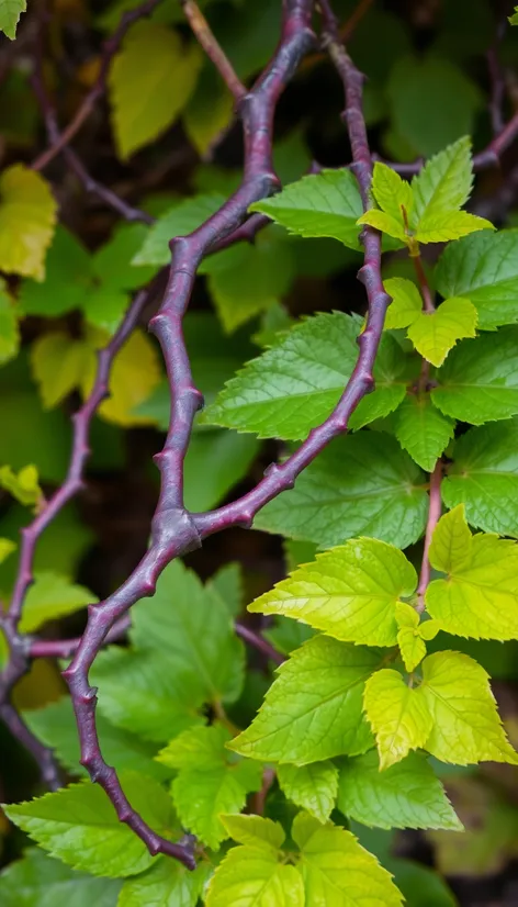 purple vine