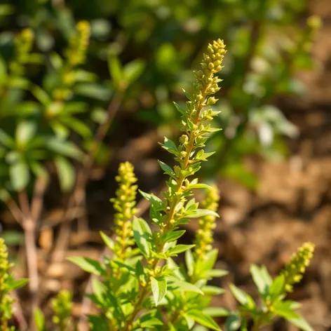 duranta erecta plant