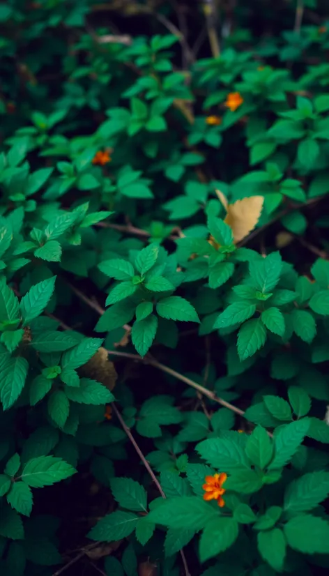 teal and green