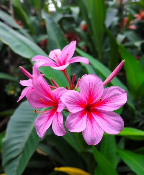 pink tropical flowers