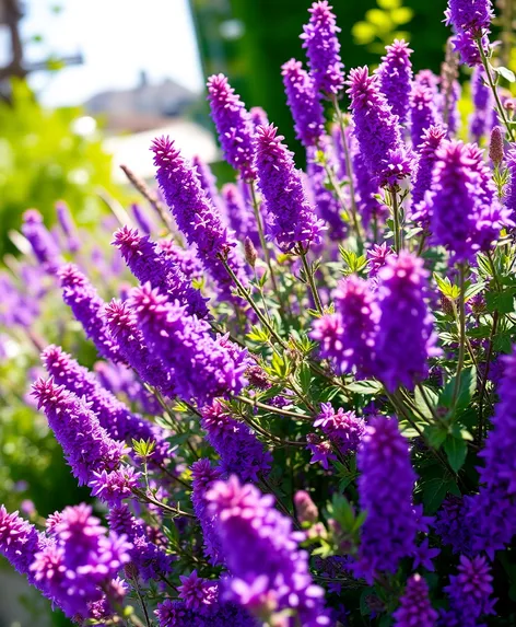 purple flower bushes