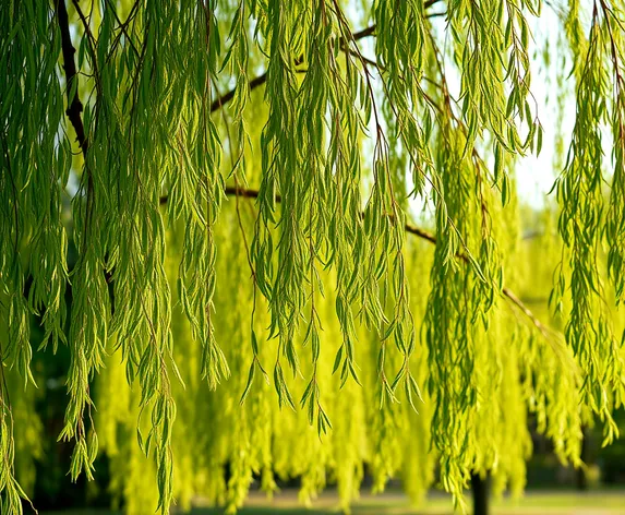 willow acacia