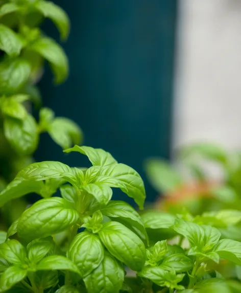 green basil