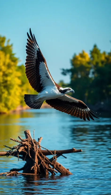 osprey pictures