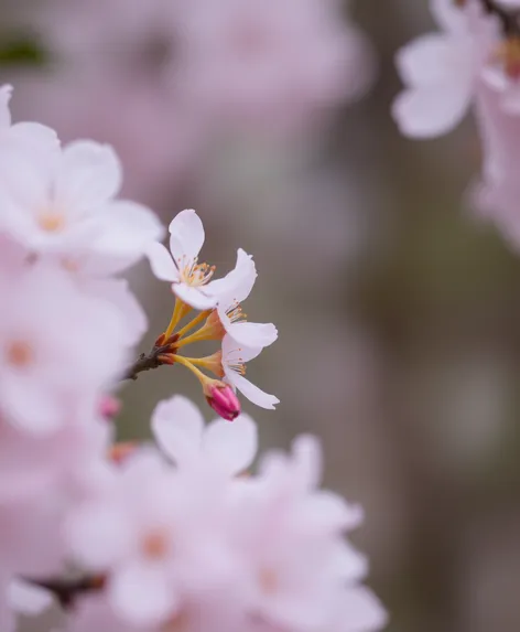 sakura flower meaning tattoo