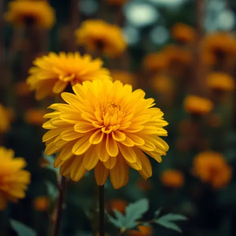 yellow chrysanthemum