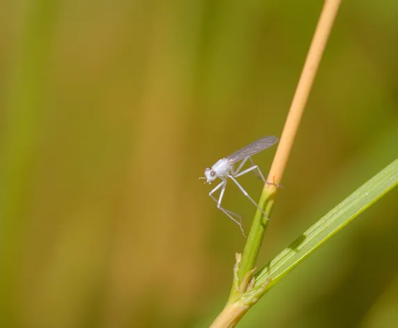 white bug