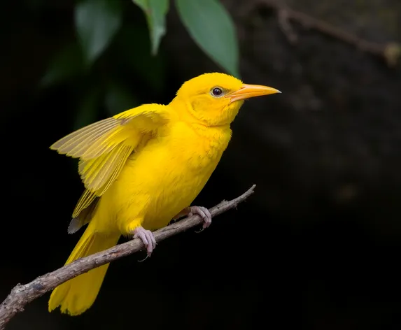 gloster canary bird