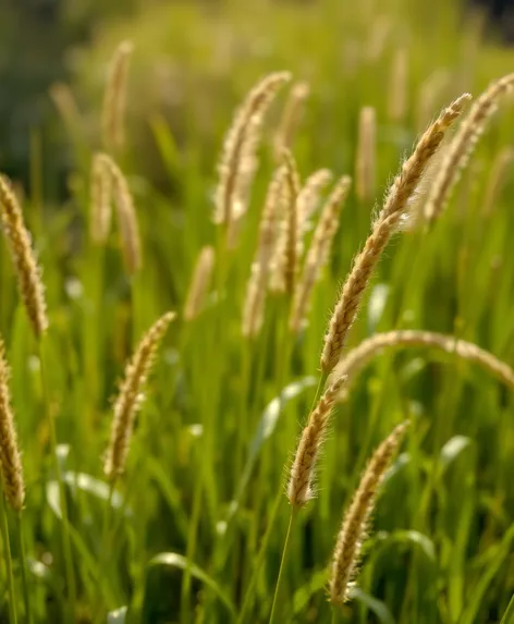 foxtail grass