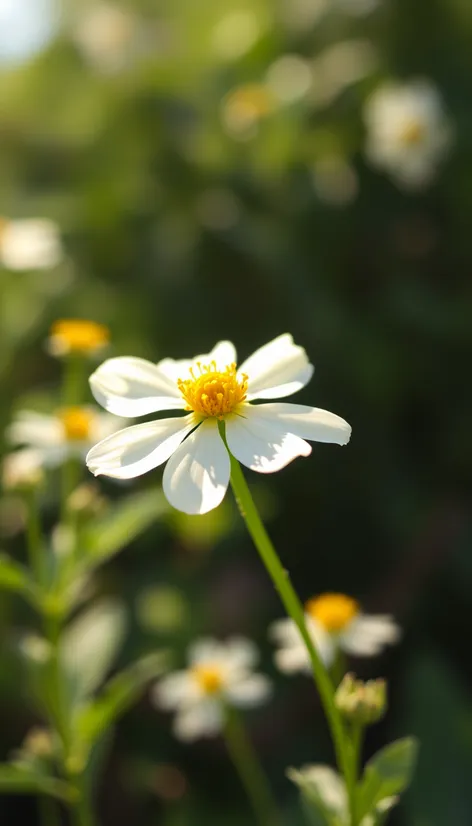 white yellow flower