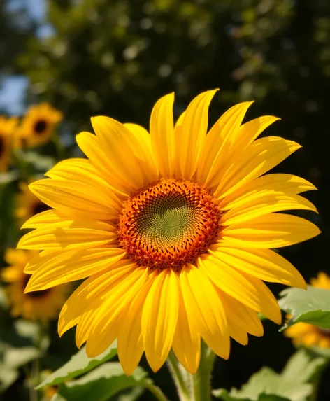 russian mammoth sunflower