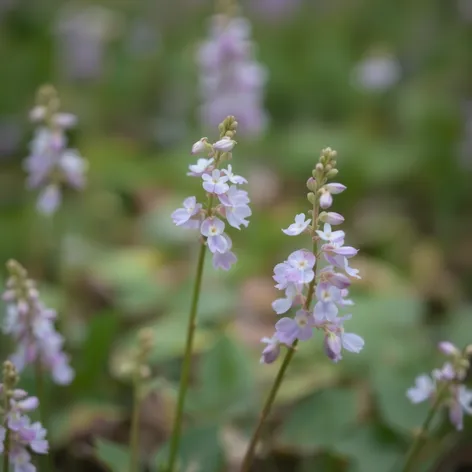 creeping speedwell