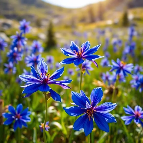 colorado blue columbine