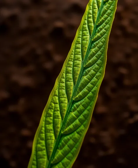 3d weed leaf