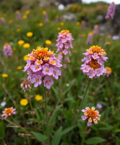 washington state flower