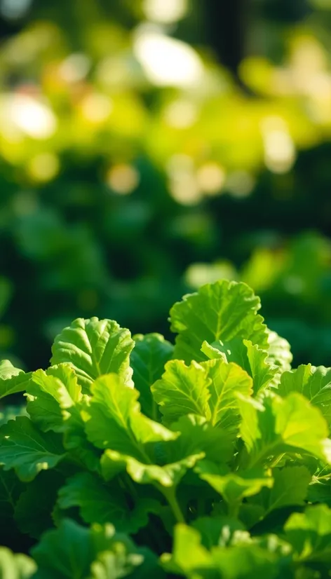 lambs lettuce