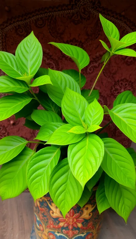 leaves in a pot