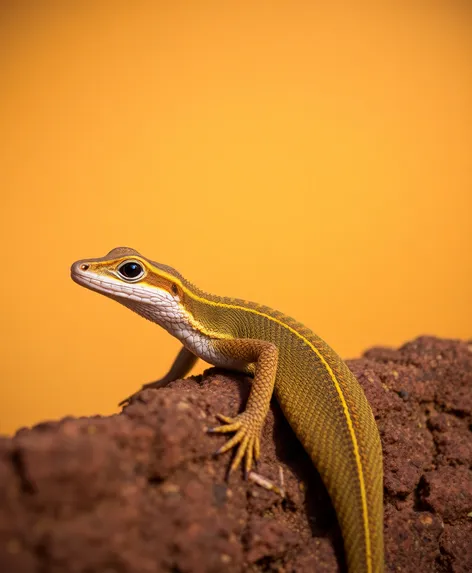 italian wall lizard