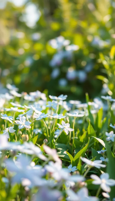 baby blue flowers