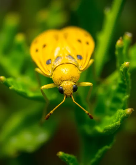 yellow bug