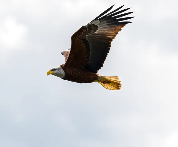 drawing of a flying