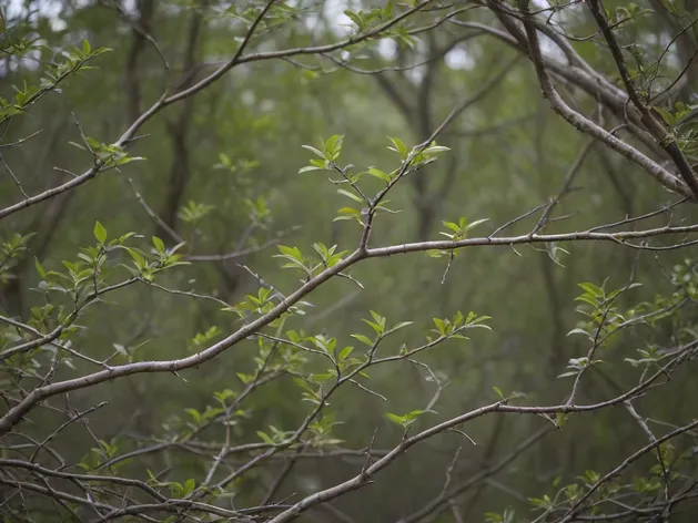 tree branches