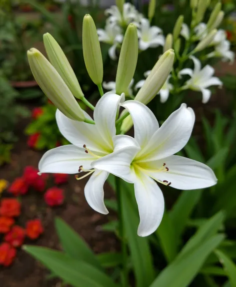 lilium candidum