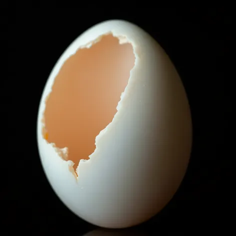 human female egg model