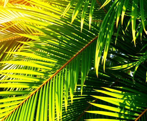 palm leaf wallpaper