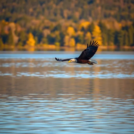 bald eagle lake